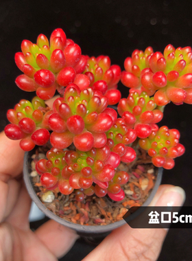 【红色浆果】多肉植物一物一拍花卉盆栽阳台窗台懒人好养满25包邮