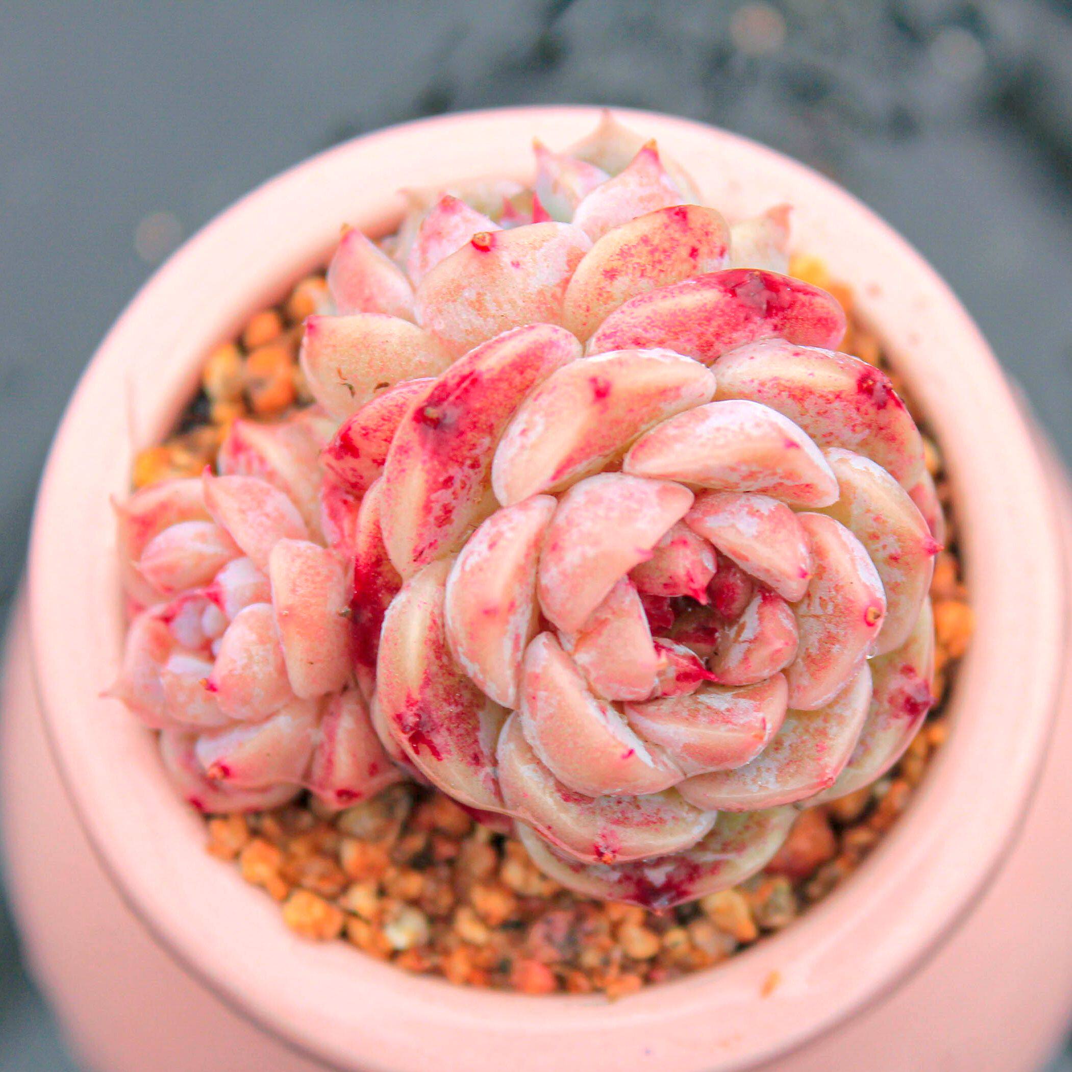 多肉植物正版糖心粉天鹅绒进口韩货精品状态控养稀有贵货一物一拍