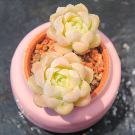 多肉植物阿尔巴白月影粉透韩货精品贵货组合盆栽室内阳台窗台花卉