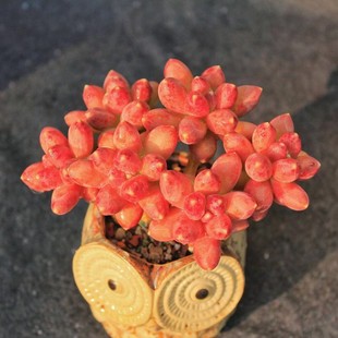 【千代田星空】多肉植物精品小桩可爱小萌物花卉盆栽室内阳台窗台