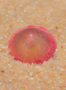 多肉植物红灯泡一物一拍带盆土发货番杏肉锥小萌物开花株满25包邮