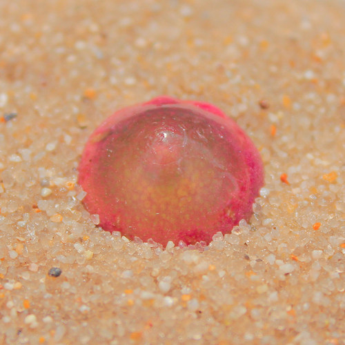 多肉植物红灯泡一物一拍带盆土发货番杏肉锥小萌物开花株满25包邮