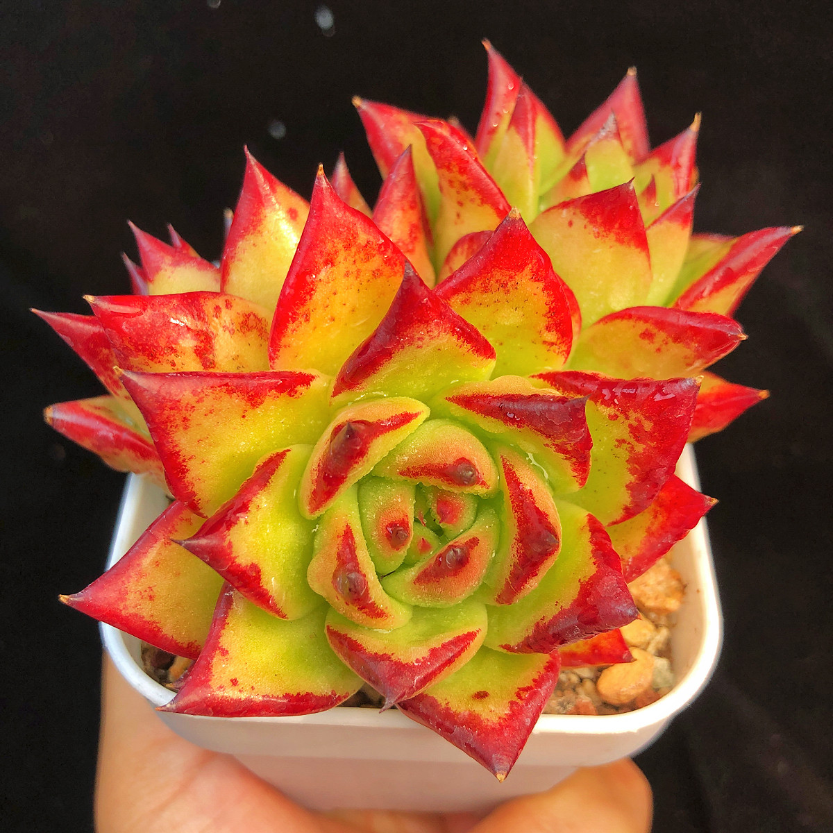 多肉植物口红冬云韩货精品贵货魅惑之宵组合盆栽室内阳台窗台花卉