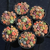 多肉植物彩色生石花一物一拍多头屁股花屁屁花阳台盆栽萌裸根 包邮