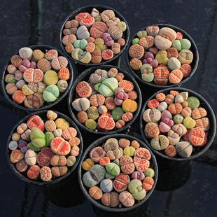 多肉植物彩色生石花一物一拍多头屁股花屁屁花阳台盆栽萌裸根 包邮