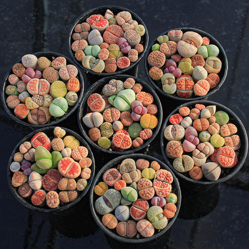 多肉植物彩色生石花阳台盆栽