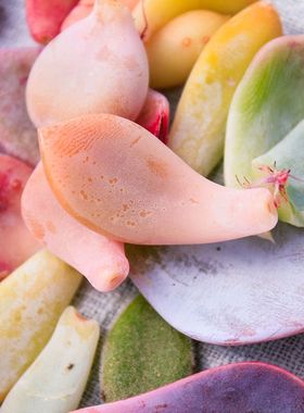 多肉植物叶片种子福包韩国进口贵货趣味叶插桃蛋女王麦秆套餐包邮