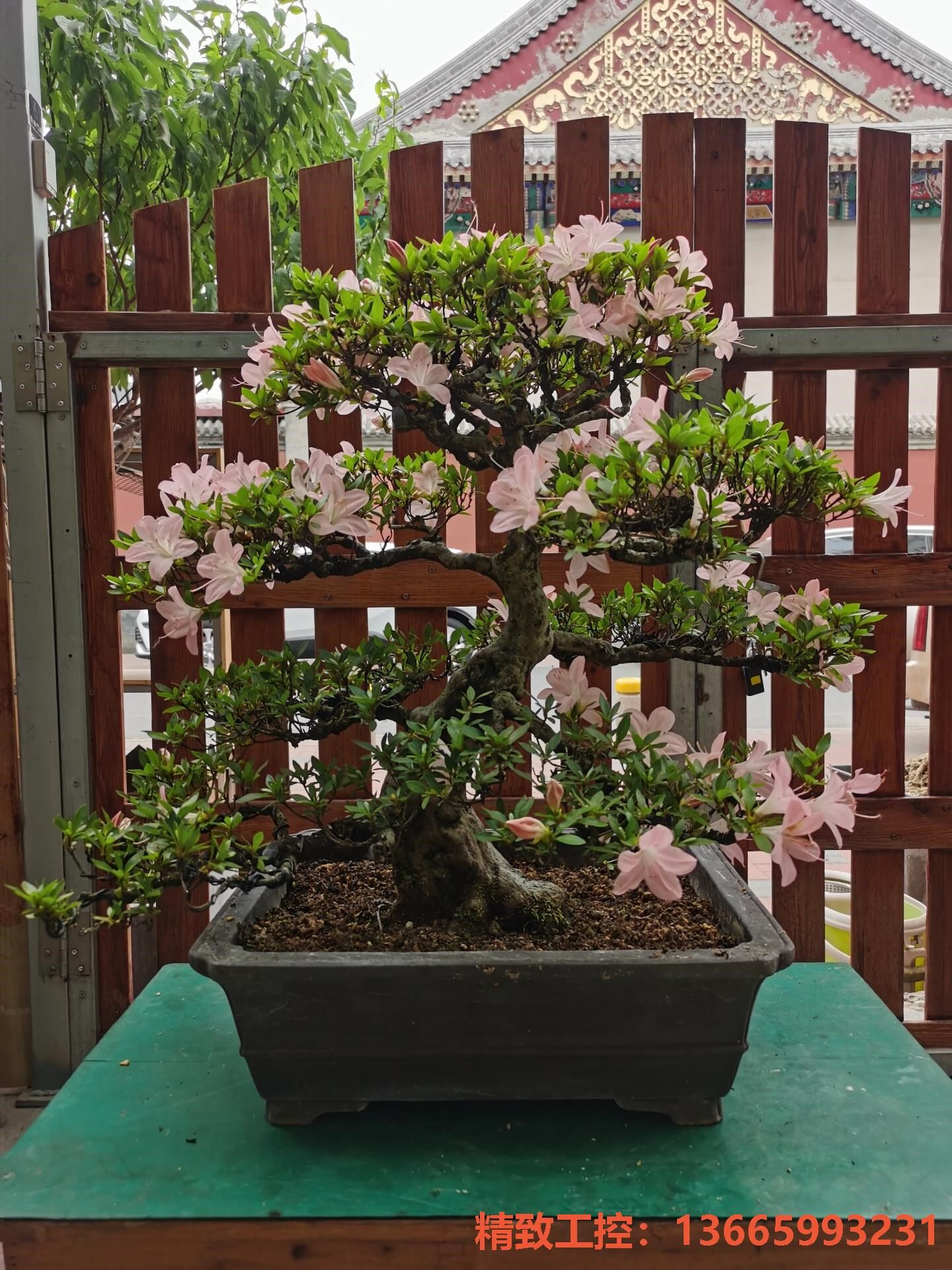 议价产品:日本皋月杜鹃 品种晃山 含盆高度68!实价,不议价不包