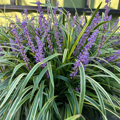 宿根植物金边阔叶麦冬耐寒花镜