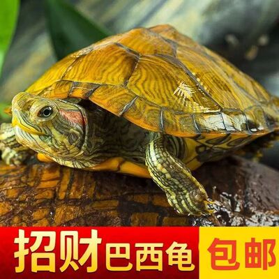 黄金巴西龟情侣乌龟一对情侣绿色小乌龟大龟宠物观赏龟浅水龟公龟