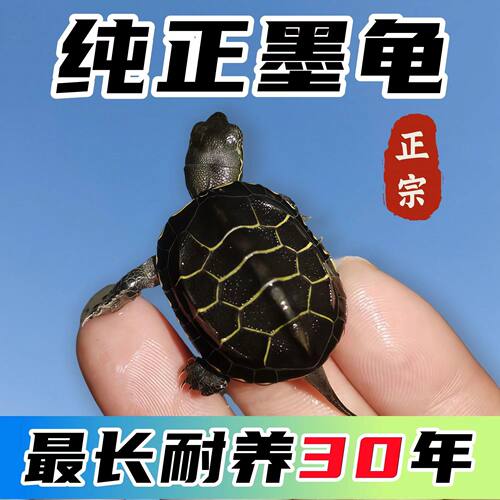 顶墨龟苗活体宠物外塘深水小乌龟
