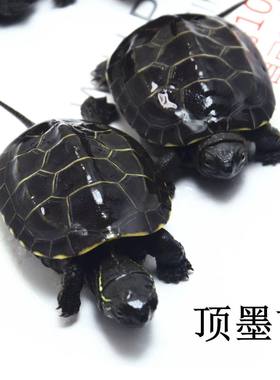 顶墨小乌龟全黑腹草龟苗活体宠物情侣公母半墨深水观赏草龟长寿龟