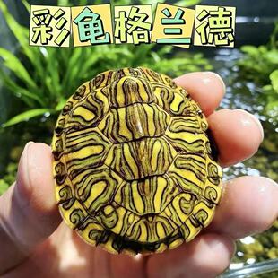 格兰德彩龟家养宠物小乌龟深水耐活好养个性观赏招财油彩木纹乌龟
