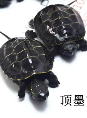 全墨苗纯种顶墨中华草龟