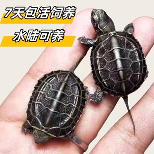 顶墨小乌龟苗活体小草龟长寿金线龟深水中华草龟黑腹墨龟苗情侣龟