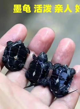 顶墨龟纯种全黑金线龟苗冷水中华草龟活体宠物观赏龟深水观赏乌龟