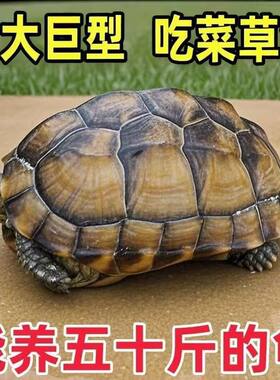 陆养特大巨型陆地纯种草龟中华家养活物温顺大型罕见下蛋素食乌龟