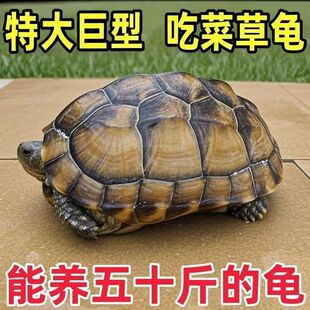 陆养特大巨型陆地纯种草龟中华家养活物温顺大型罕见下蛋素食乌龟