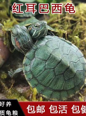 【巴西龟】黄金巴西龟情侣乌龟一对绿色小乌龟大龟宠物观赏龟公龟