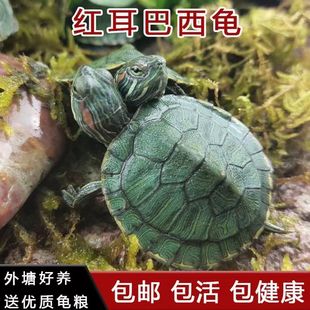 【巴西龟】黄金巴西龟情侣乌龟一对绿色小乌龟大龟宠物观赏龟公龟