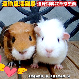 荷兰猪活物幼崽豚鼠宠宠物活宠荷兰鼠天竺鼠公仔荷兰豚鼠加州进口
