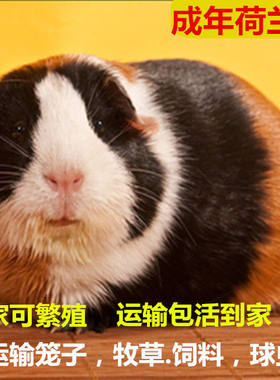 成年繁殖活物家养荷兰猪
