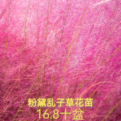 粉黛乱子草容器花苗多年生草本庭院花卉耐寒耐热·耐成活可