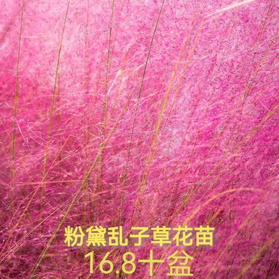 粉黛乱子草容器花苗多年生