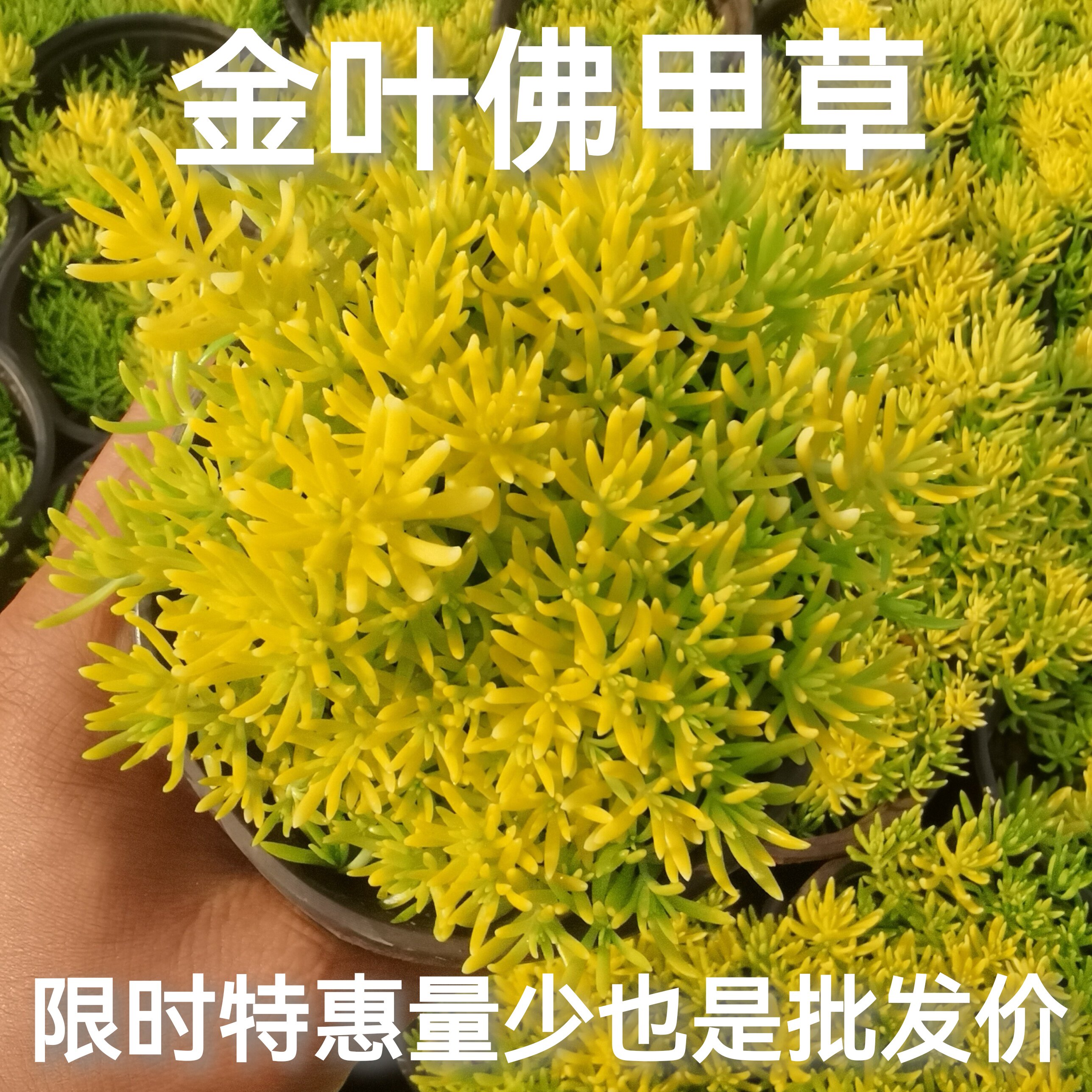金叶佛甲草耐旱耐热好养