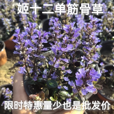 姬十二单筋骨草姬十二单巧克力片庭院耐活多年生耐寒耐热