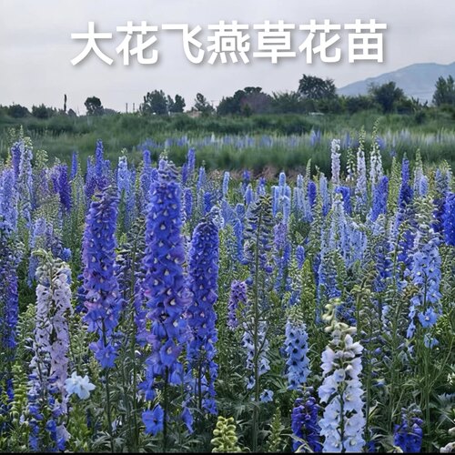 大花飞燕草盆栽花园三剑客