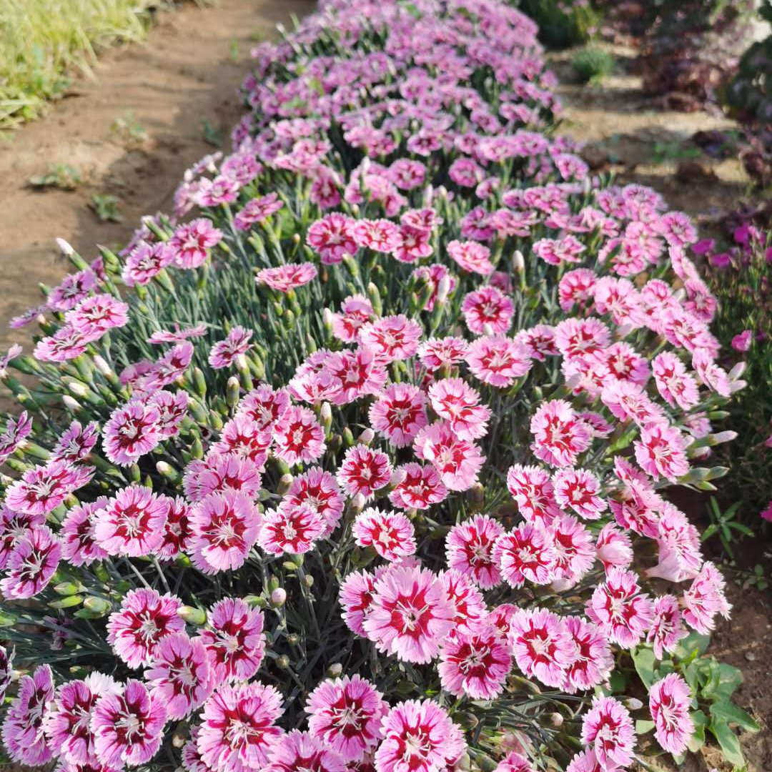 彩虹石竹欧石竹花苗庭院四季开花