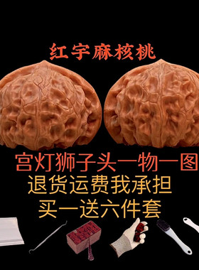宫灯狮子头精品野生红皮老树精品