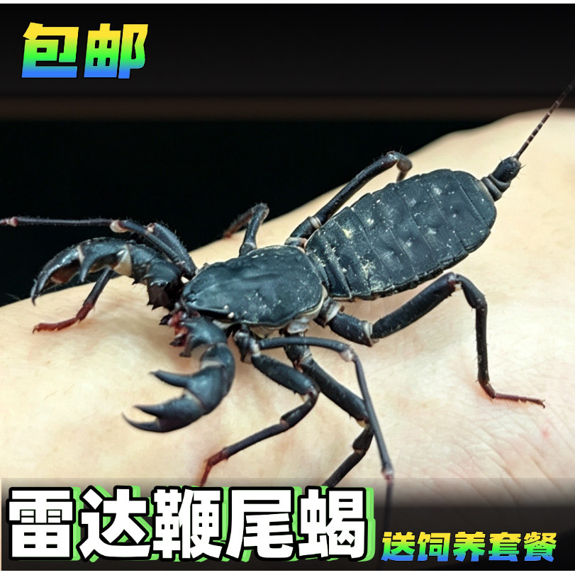 鞭蝎宠物雷达鞭尾蝎无毒蝎子温顺可上手蝎子活体一对公母可繁殖