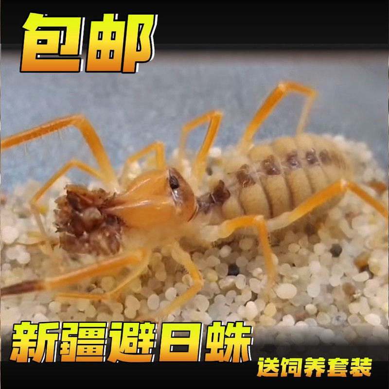 新疆避日蛛活体宠物 蔽日蛛巨型 凶猛骆驼蜘蛛 沙漠蜘蛛 避日虫