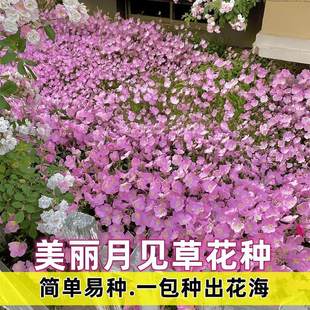 美丽月见草种子宿根多年生四季易活花种庭院阳台盆栽耐寒花籽新鲜