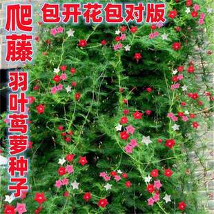 羽叶茑萝花种子五角星花籽庭院室外阳台护栏爬藤攀援植物花种籽子