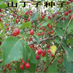 新采山定子种子山丁子种子林荆子当年新采苗木 种子