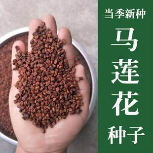 马莲种子 马兰花种子 马连多年生耐寒耐水耐涝水边花卉可水生