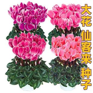 仙客来种子卜海棠兔耳花兔子花籽多年生室内外盆栽春秋播冬春开花