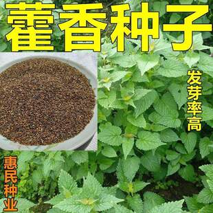 新藿香种子药用藿香种籽可食用解暑霍香正气香草多年生盆栽四季种