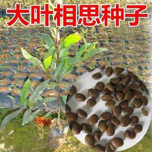 大叶相思树种子耳叶相思耳果相思耳荚相思园林绿化观赏树苗种