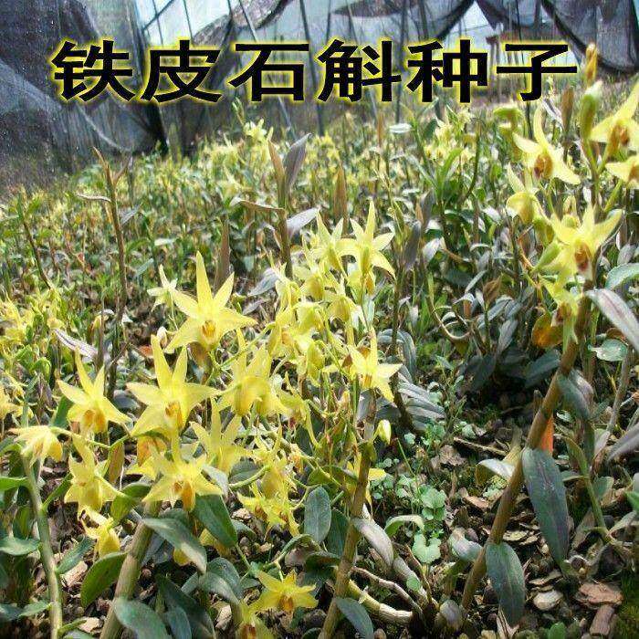 铁皮石斛种子 霍山石斛种子 珍贵稀有药材 铁皮枫斗种子药材