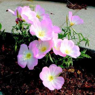 美丽月见草籽花种四季开花室外小区学校粉色晚樱草种子夜来香种籽