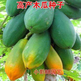 果树种子番木瓜种子 海南红心木瓜种子牛奶木瓜籽 熟薄皮多汁木瓜