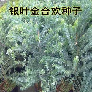 园林绿化苗木种子 金合欢种子 银叶金合欢种子 林木种子