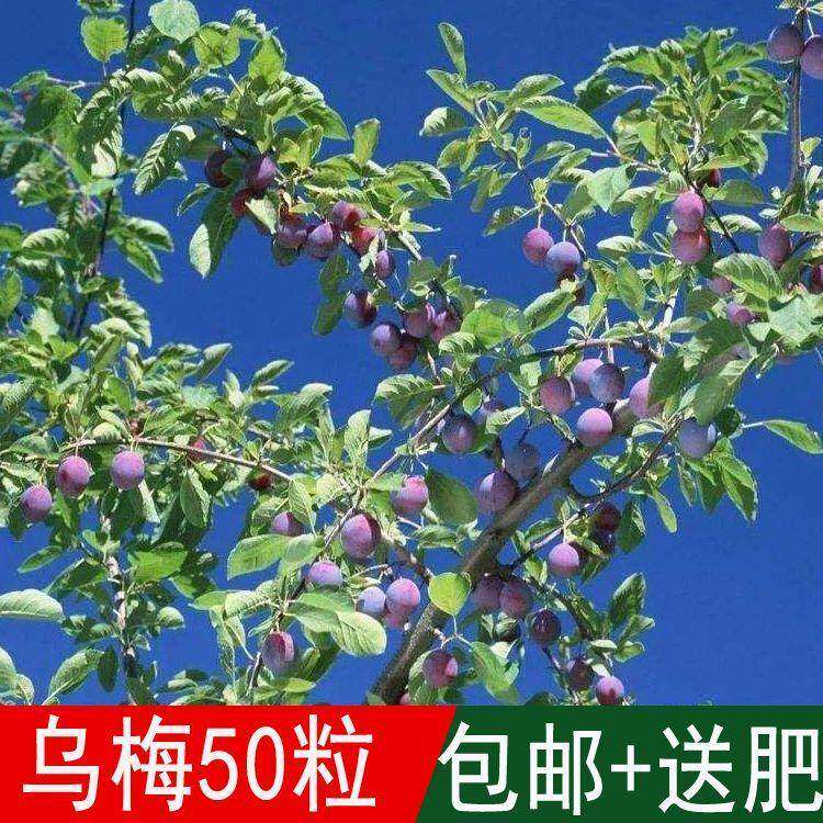 出售果树籽 乌梅种子 乌梅树种籽梅实黑梅熏梅桔梅肉四季可播包邮