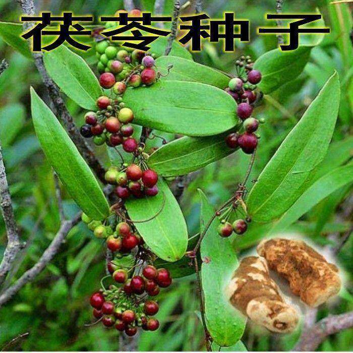 野生土茯苓种子 土茯苓苗 盆栽地栽红 土苓硬饭头药材种子