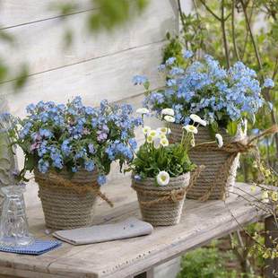 勿忘我花种子蓝色勿忘草家庭院四季易种园艺阳台盆栽花卉绿植种子