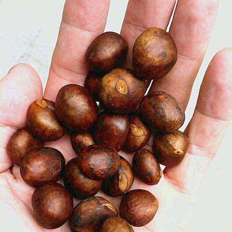 枇杷种子白玉枇杷树种籽白沙卢桔金丸散装果园育苗农家五星果树籽